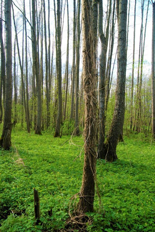 Losiowate Gospodarstwo Agroturystyczne Rybaki  Exterior foto