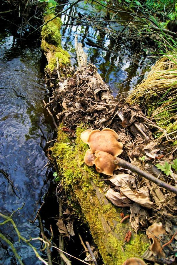 Losiowate Gospodarstwo Agroturystyczne Rybaki  Exterior foto